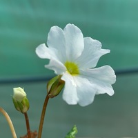 Primula juliae 'Alba'